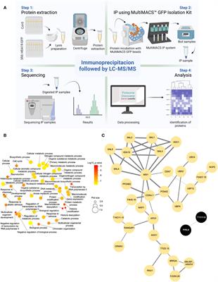 The interactome of histone deacetylase HDA19 in dark-grown Arabidopsis seedlings